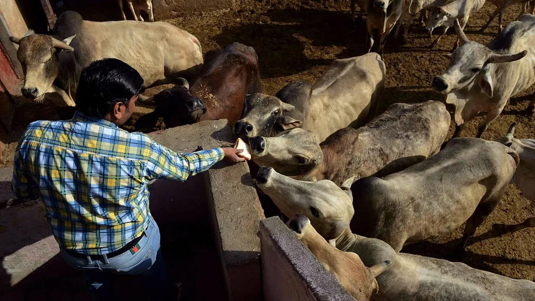 Feeding Cows
